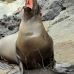 lion_sea_galapagos_san_v_0224_ecu2423.jpg